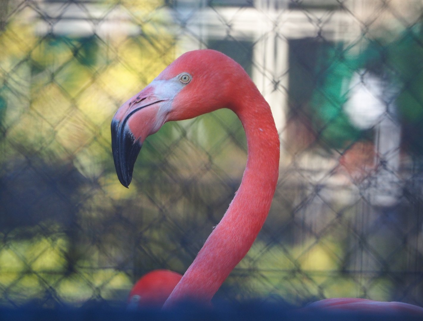 Caribbean flamingo (Phoenicopterus ruber), 2019-12-30