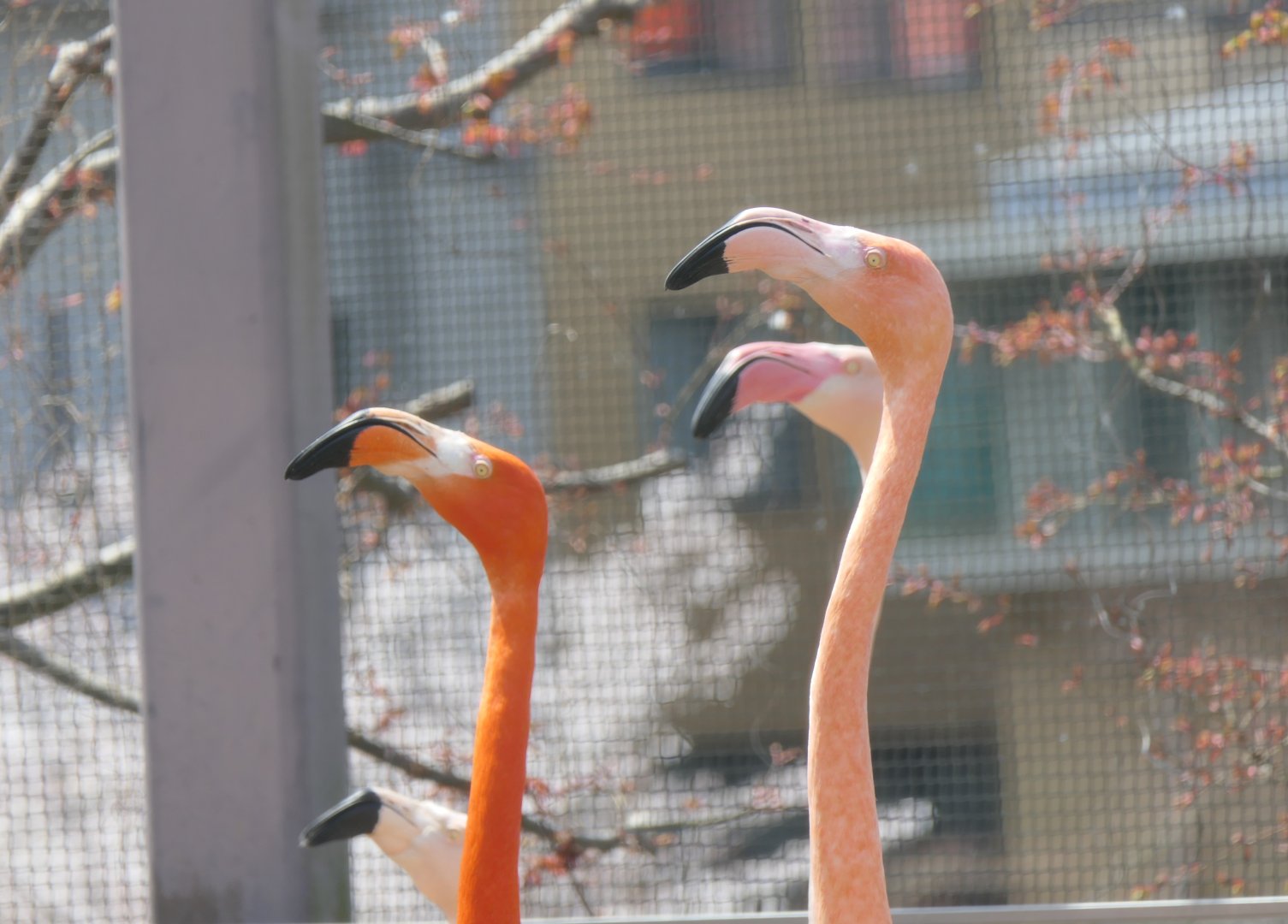 Caribbean Flamingo (Phoenicopterus ruber) and Greater Flamingo (Phoenicopterus roseus)