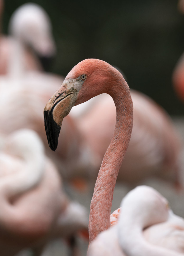 Caribbean flamingo (Phoenicopterus ruber ruber)