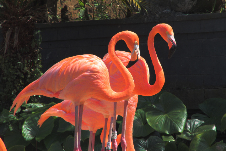 Caribbean flamingo (Phoenicopterus ruber ruber)
