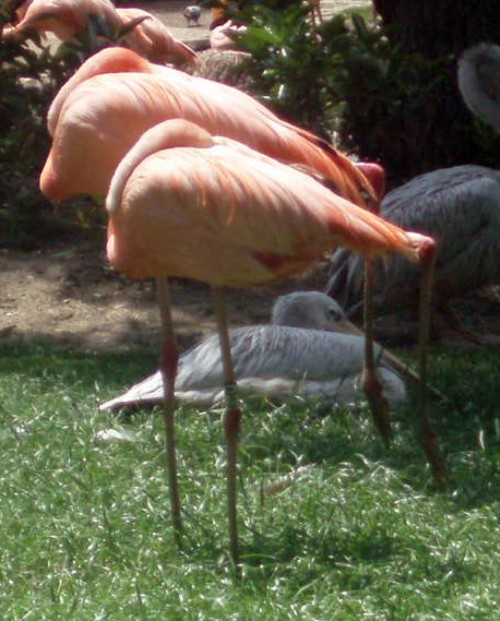 Caribbean Flamingo (Phoenicopterus ruber)