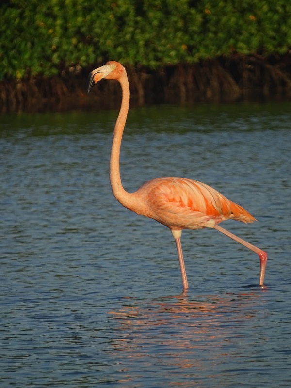 Caribbean flamingo (Phoenicopterus ruber)