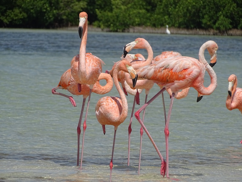Caribbean flamingo (Phoenicopterus ruber)