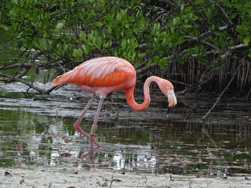Caribbean flamingo (Phoenicopterus ruber)