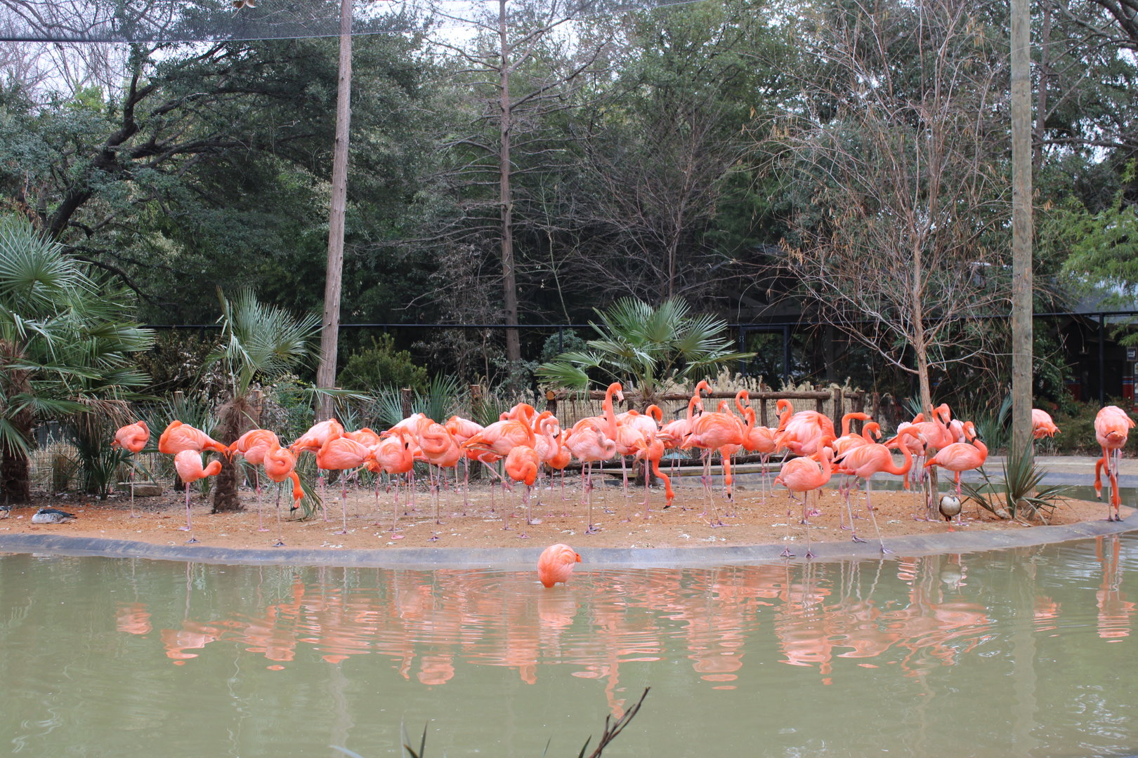 Caribbean Flamingo (Phoenicopterus ruber)