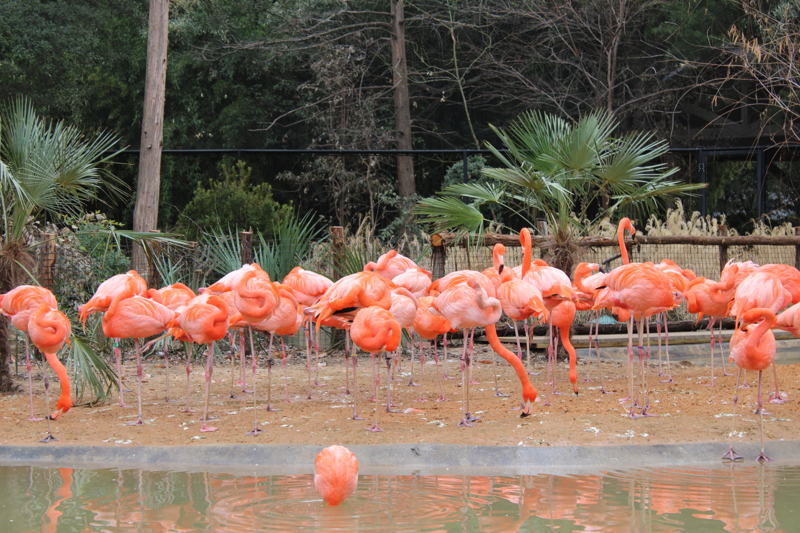 Caribbean Flamingo (Phoenicopterus ruber)