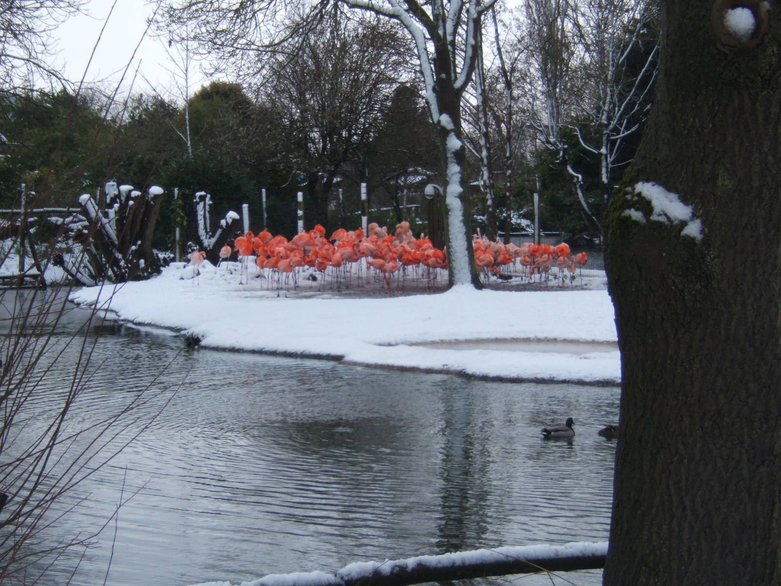 Caribbean Flamingo`s