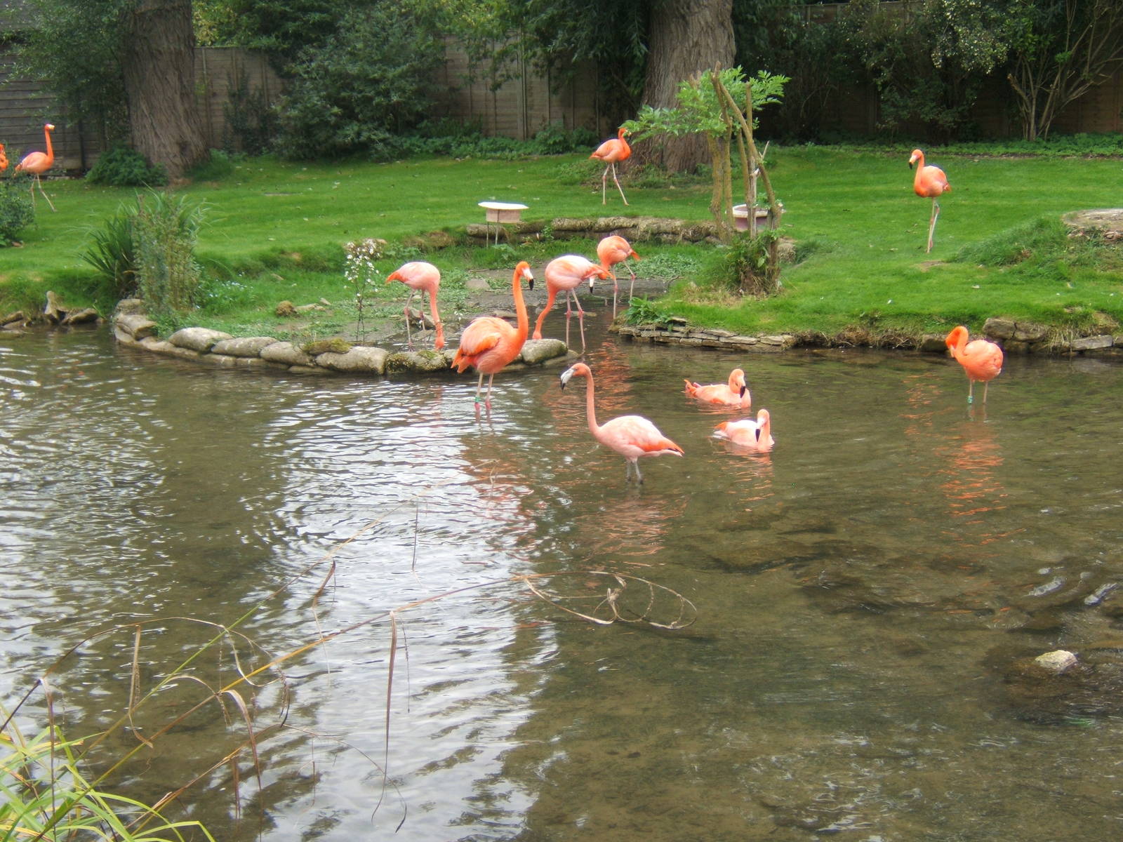 Caribbean Flamingo`s