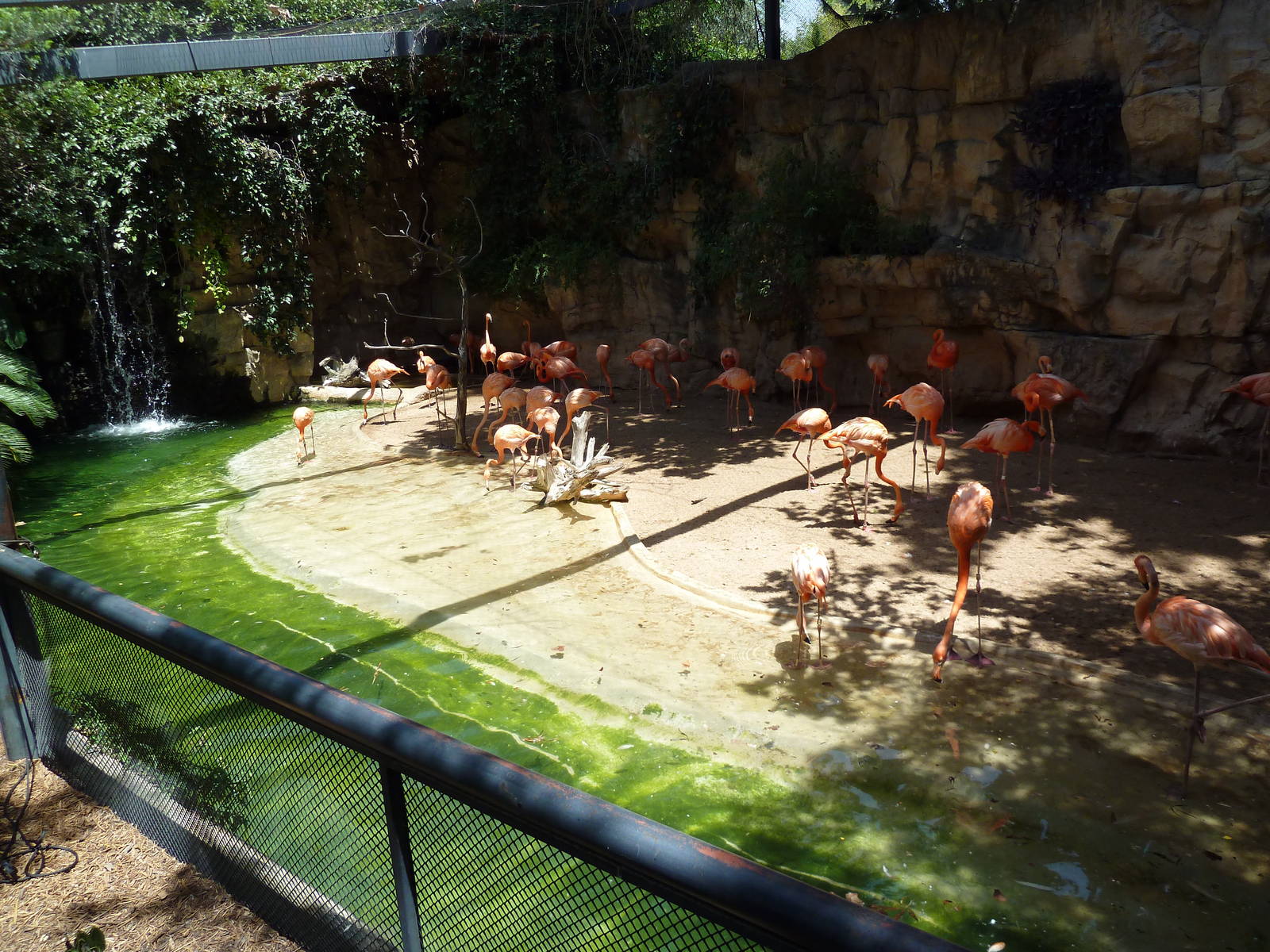 Caribbean Flamingo/Scarlet Ibis Exhibit