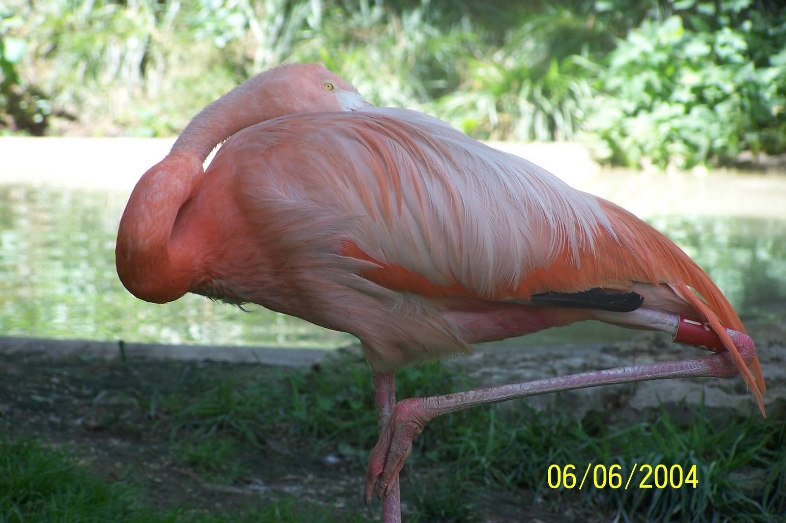 Caribbean Flamingo ~ Shores