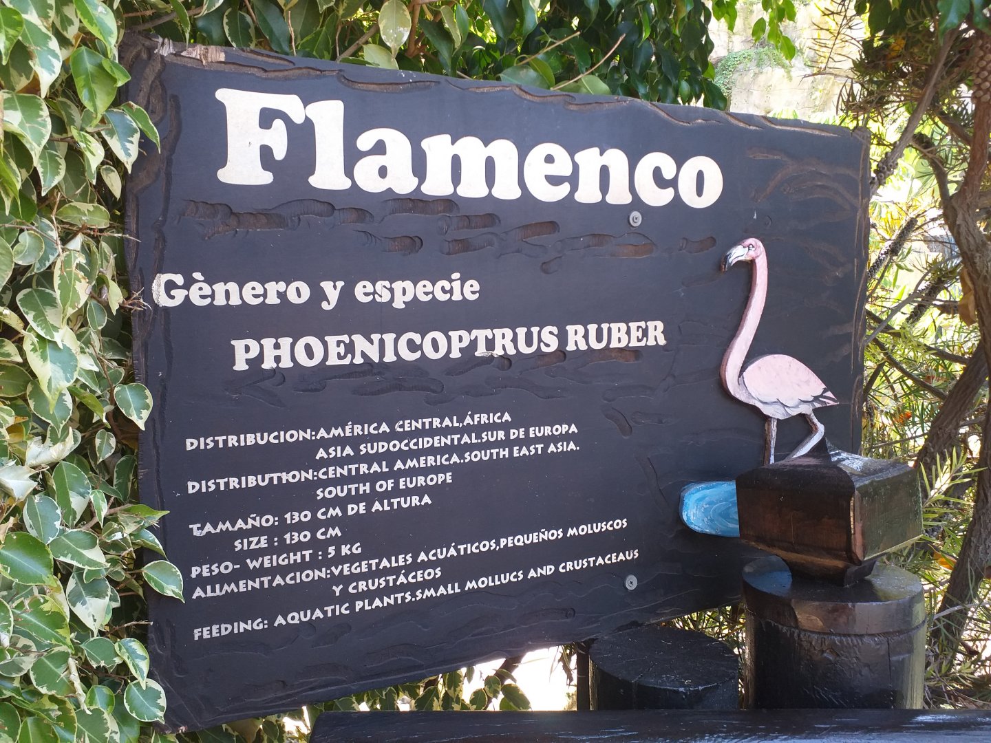 Caribbean flamingo sign -MundoMar Benidorm (2021)
