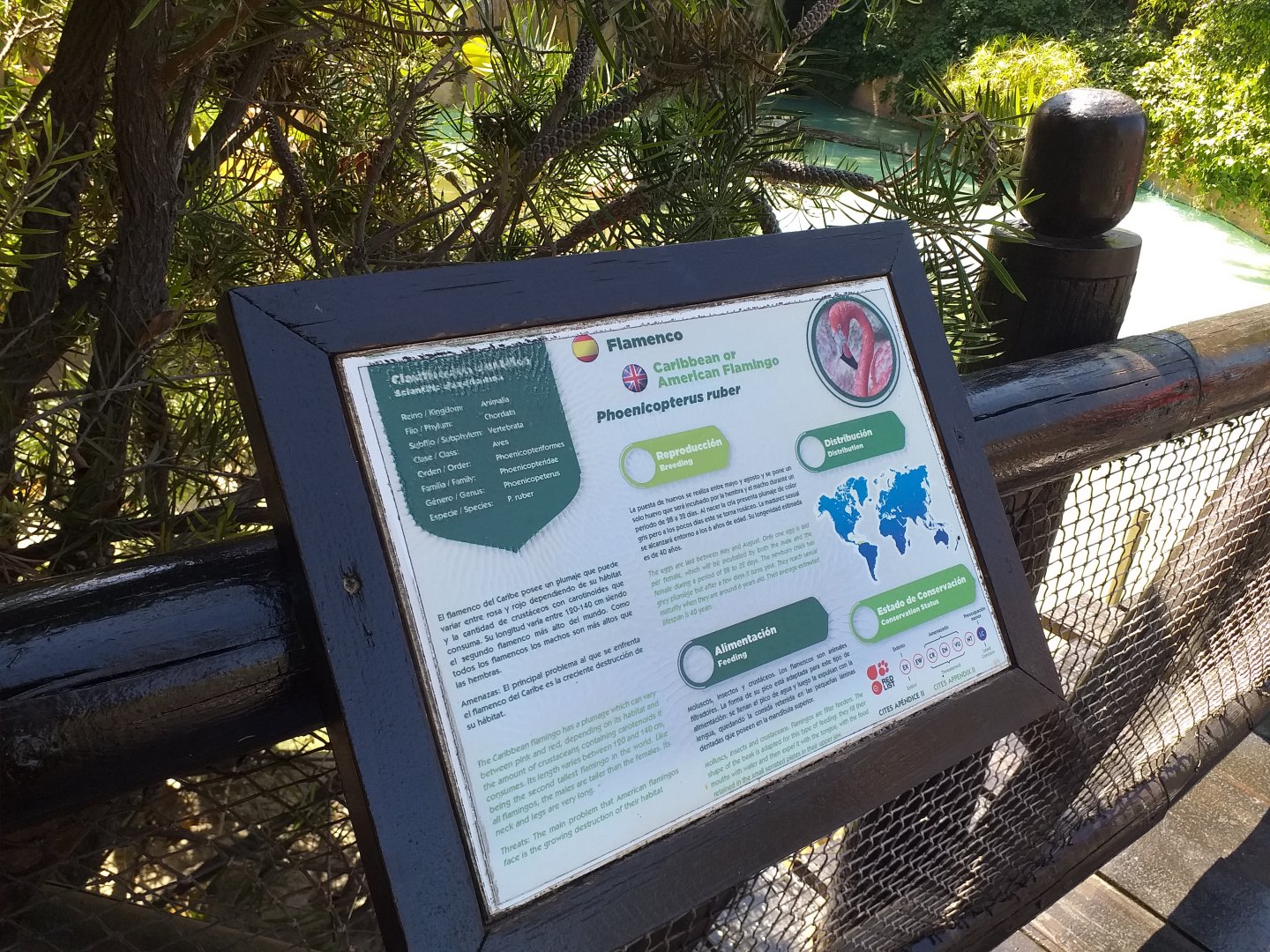 Caribbean flamingo sign -MundoMar Benidorm (2021)