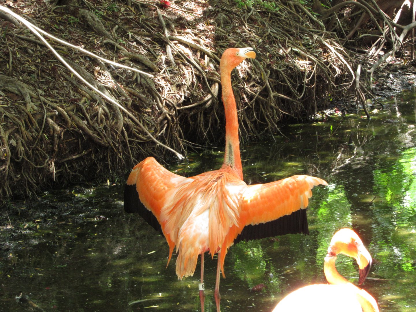 Caribbean Flamingo Stretching Wings