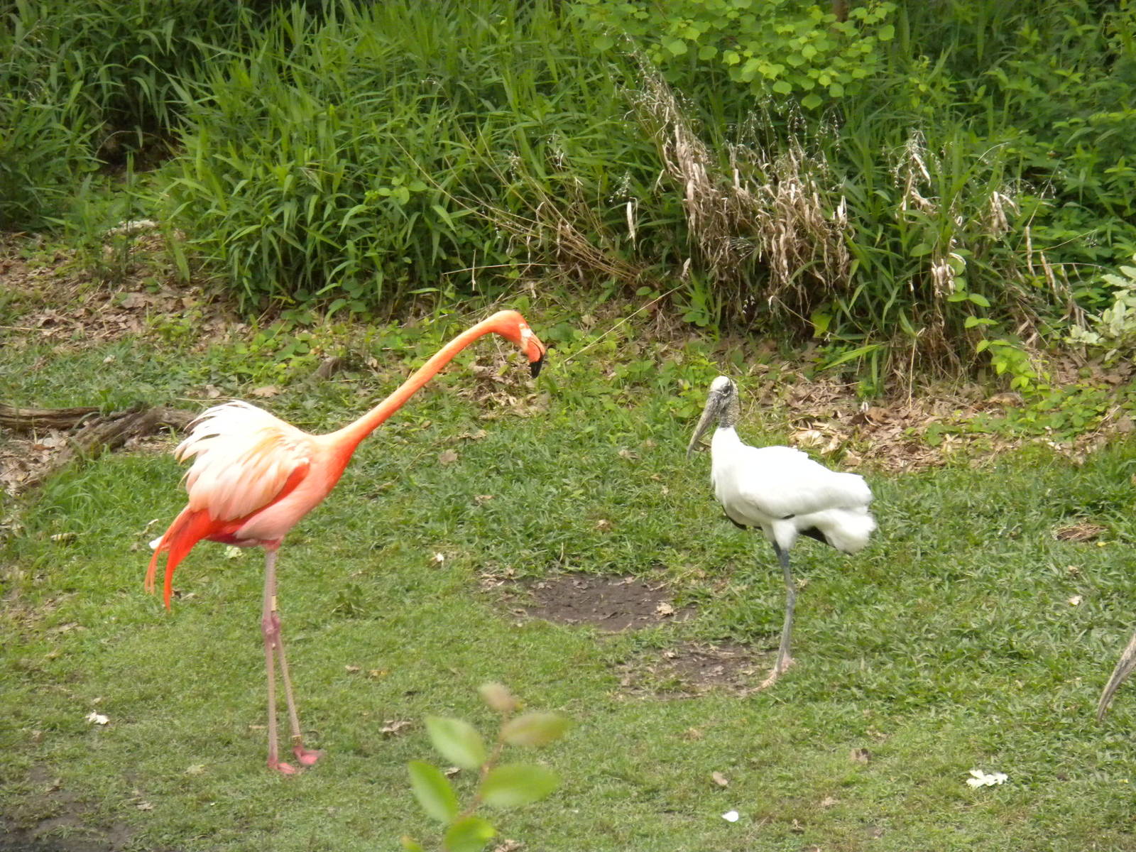 Caribbean Flamingo vs. Wood Stork
