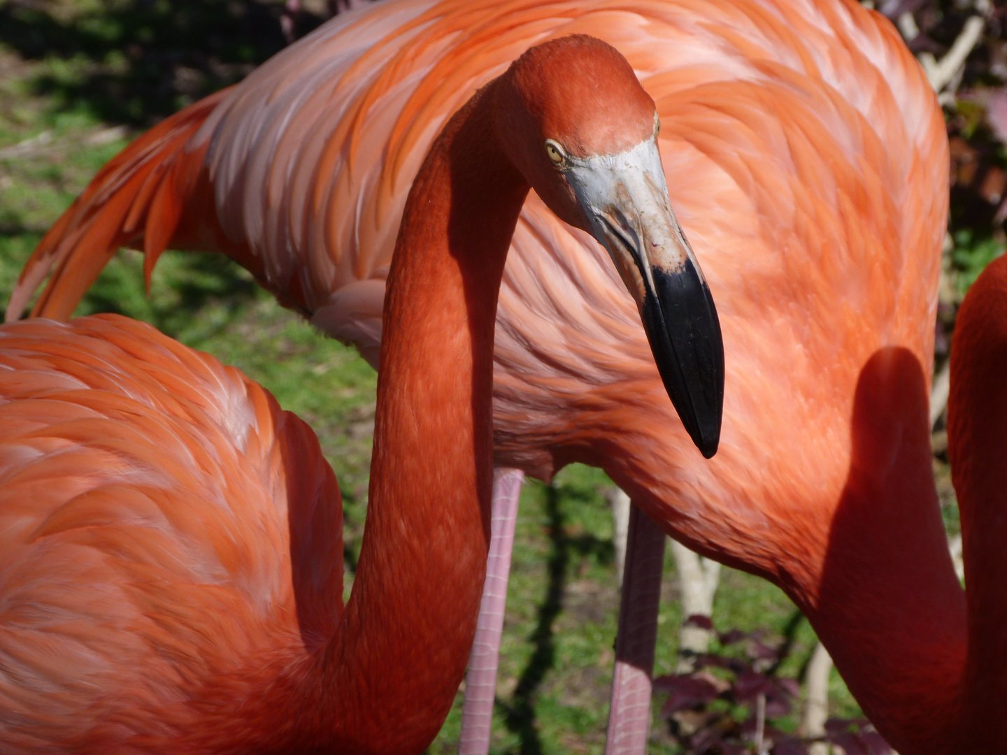 Caribbean flamingo -Zoo Aquarium de Madrid (2025)