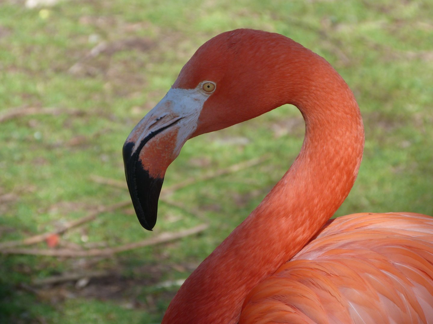 Caribbean flamingo -Zoo Aquarium de Madrid (2025)