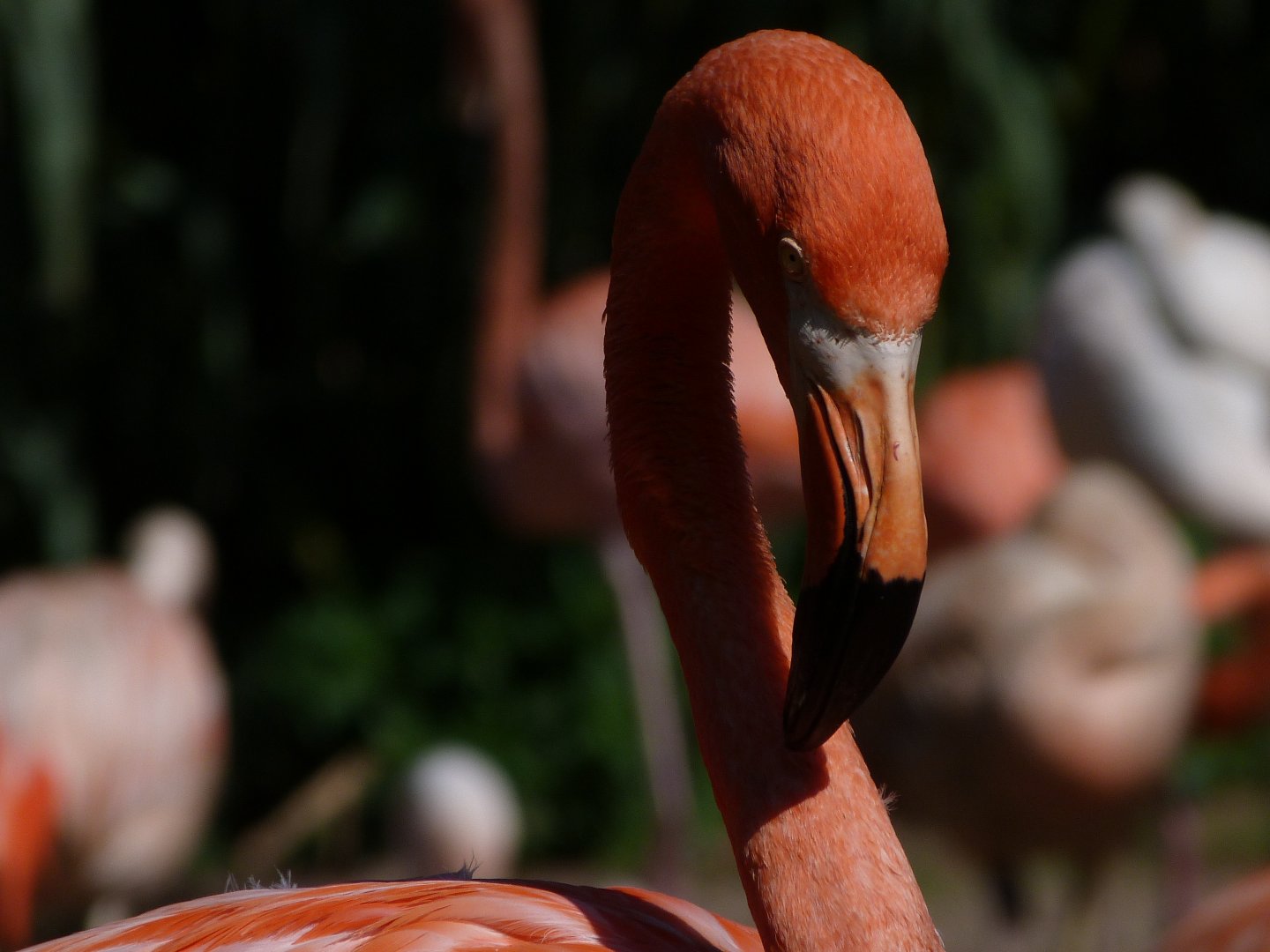 Caribbean flamingo -Zoo Praha (2025)