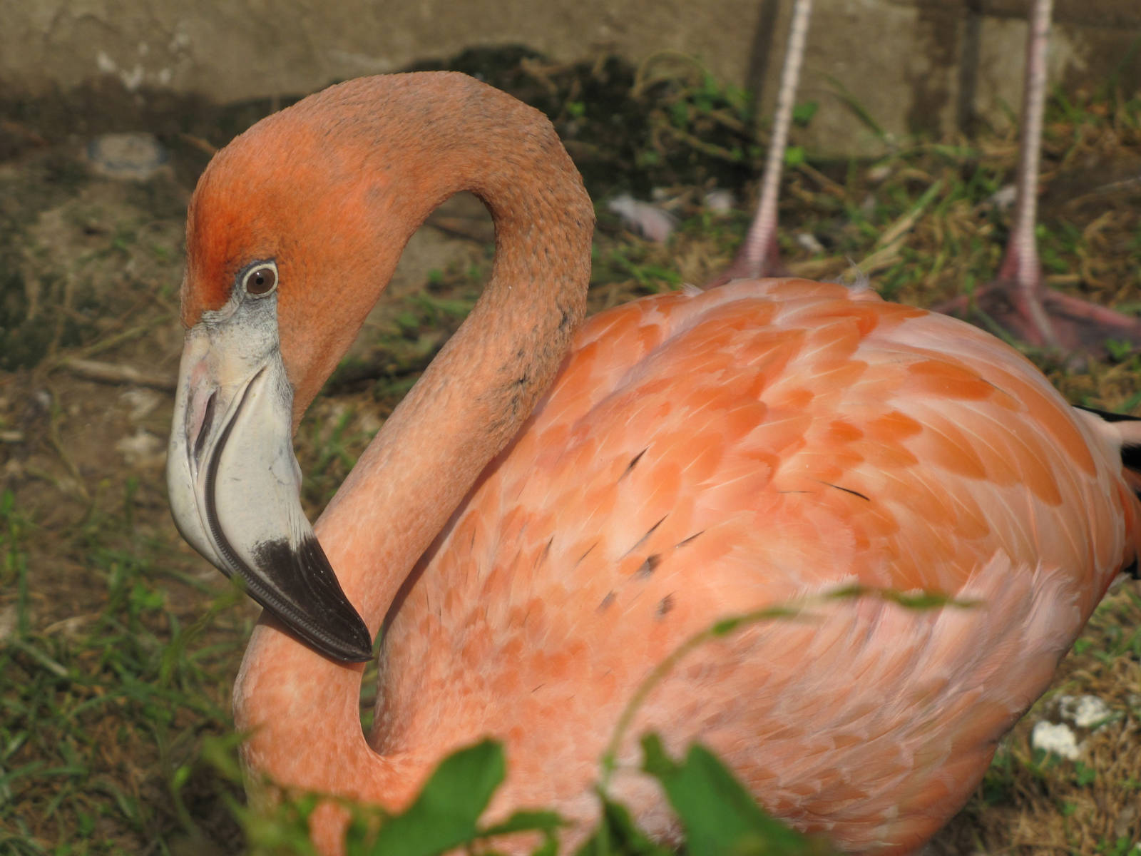 Caribbean Flamingo