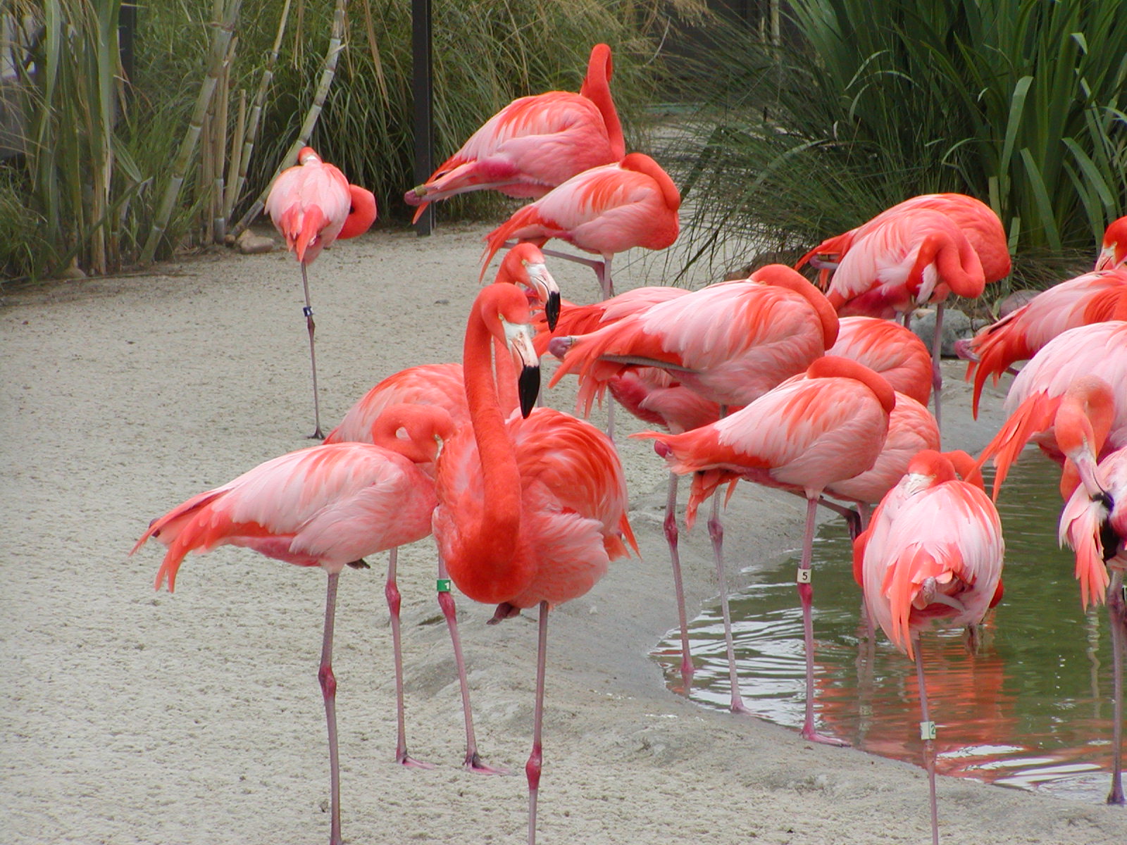 Caribbean Flamingo