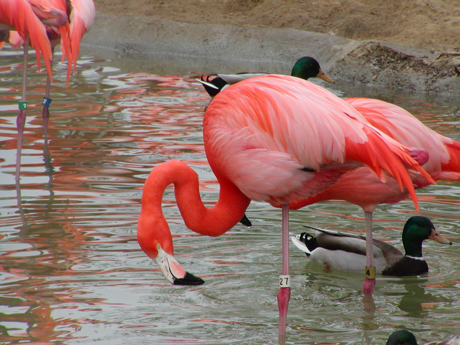 Caribbean Flamingo