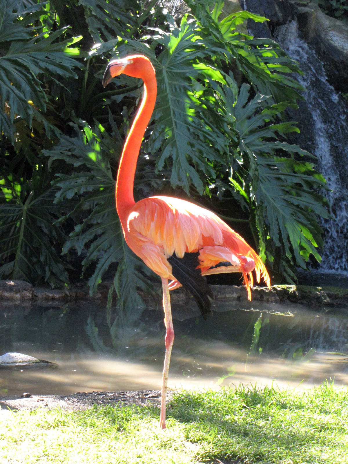 Caribbean Flamingo