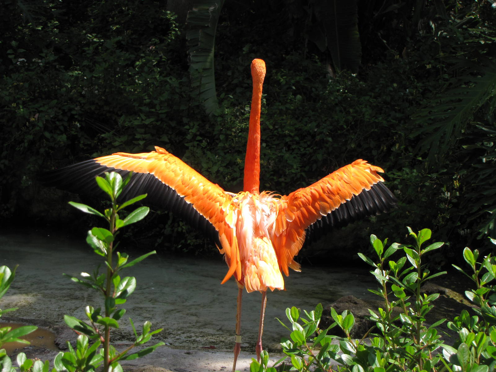 Caribbean Flamingo