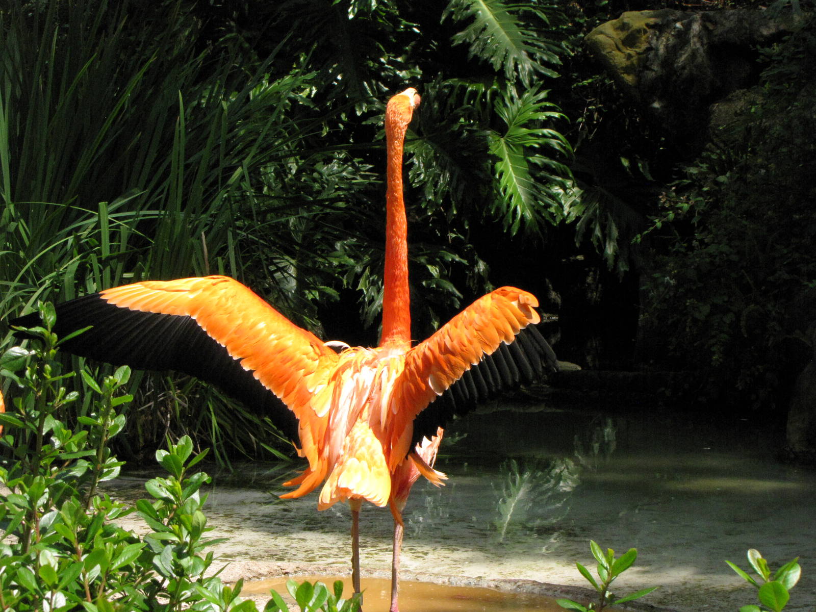 Caribbean Flamingo