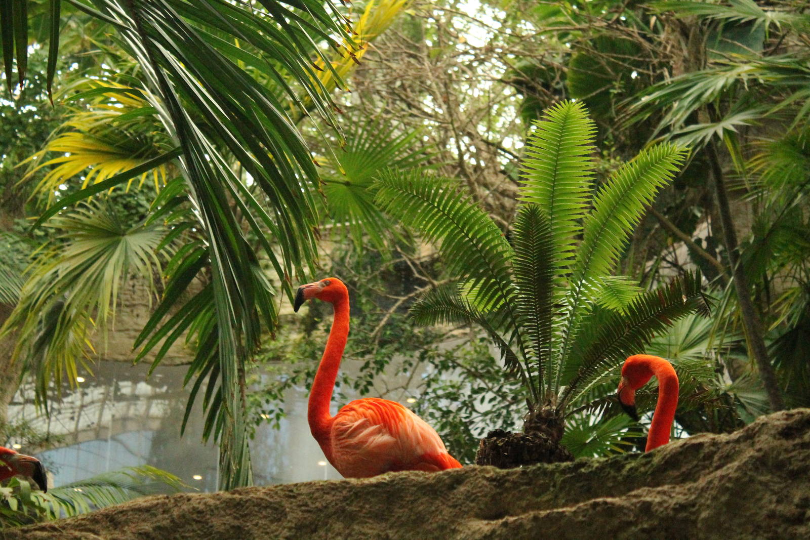 Caribbean Flamingo