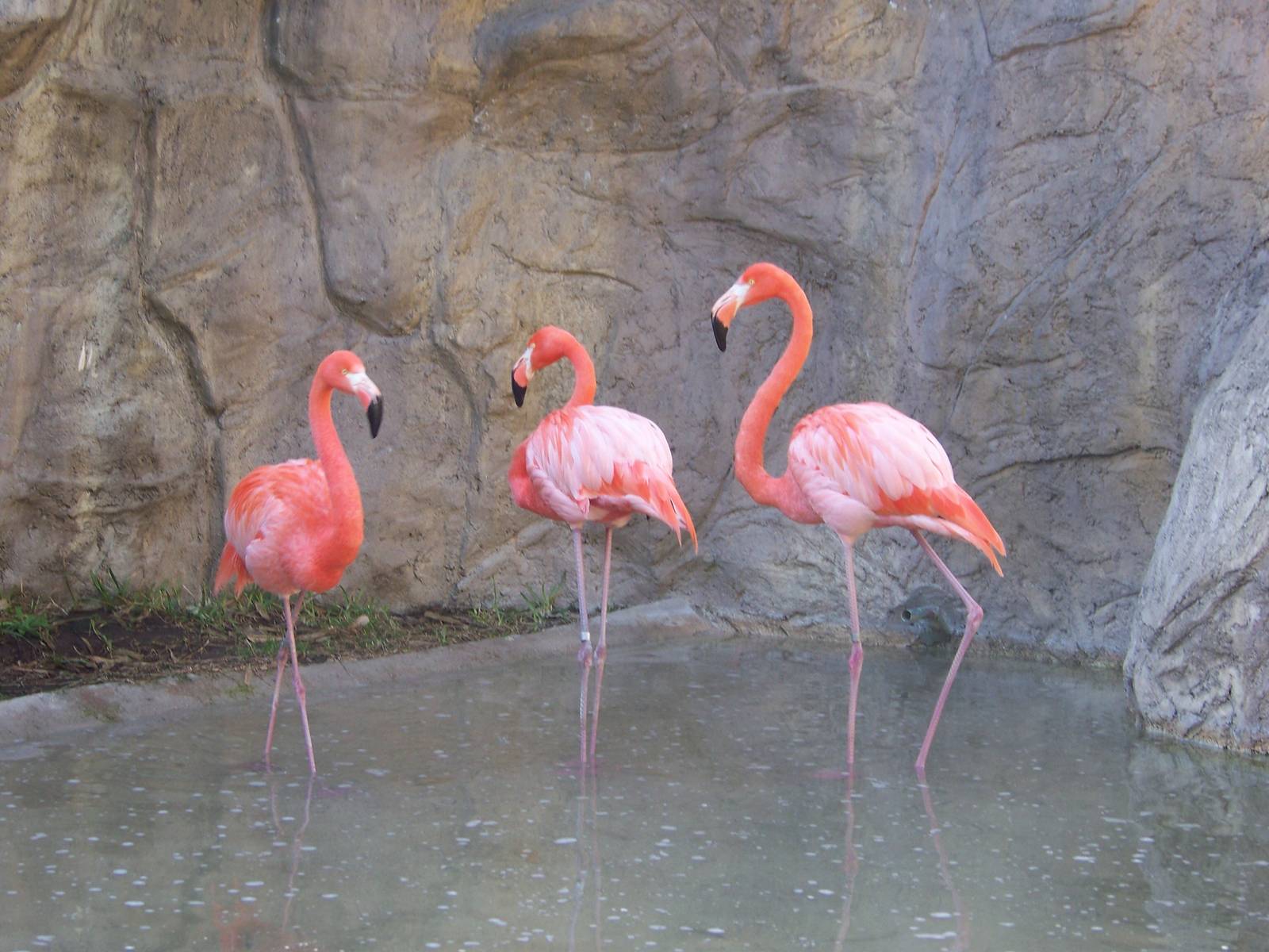 Caribbean Flamingo