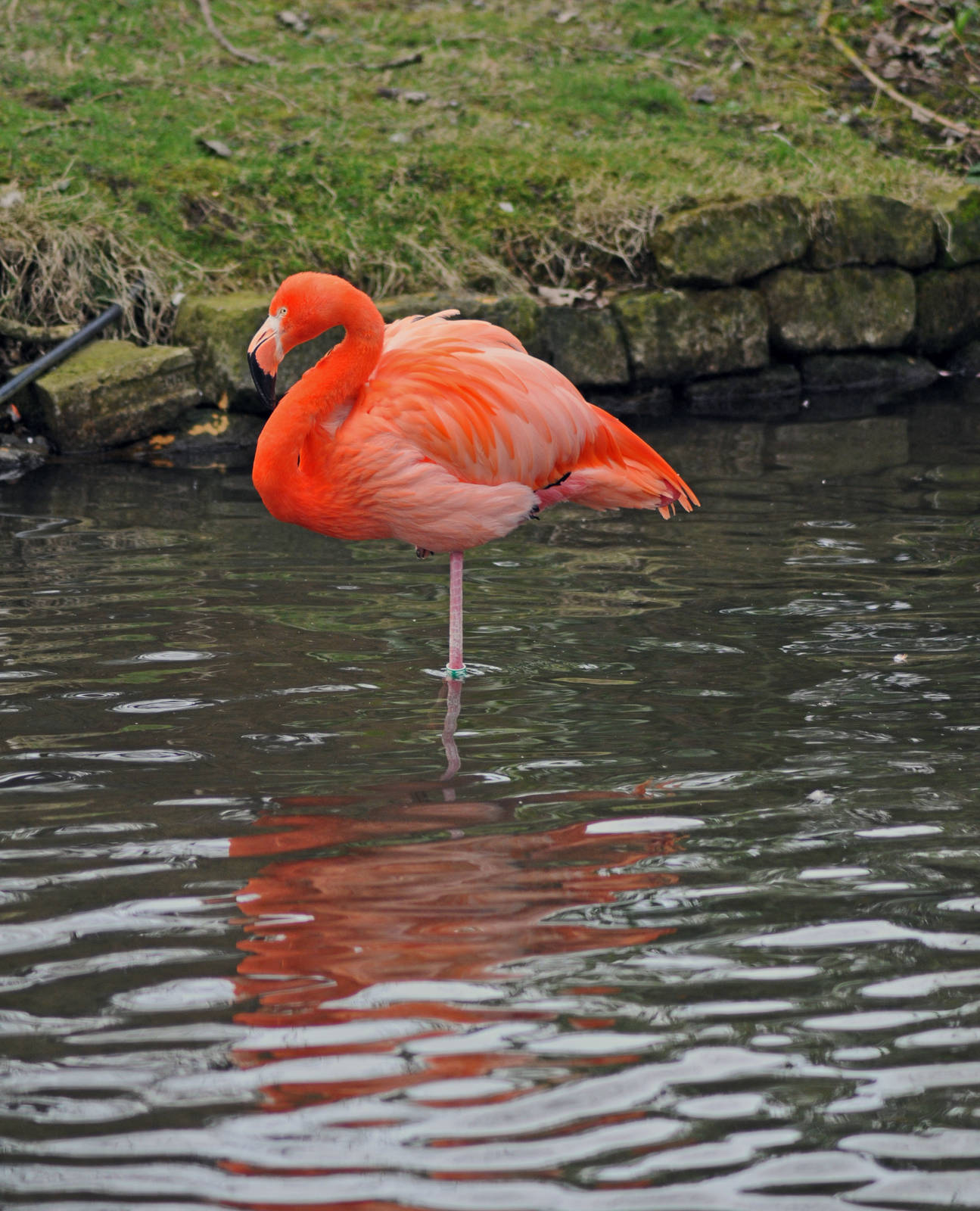 Caribbean Flamingo