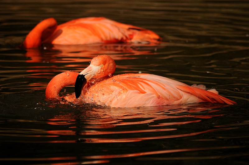 Caribbean flamingo