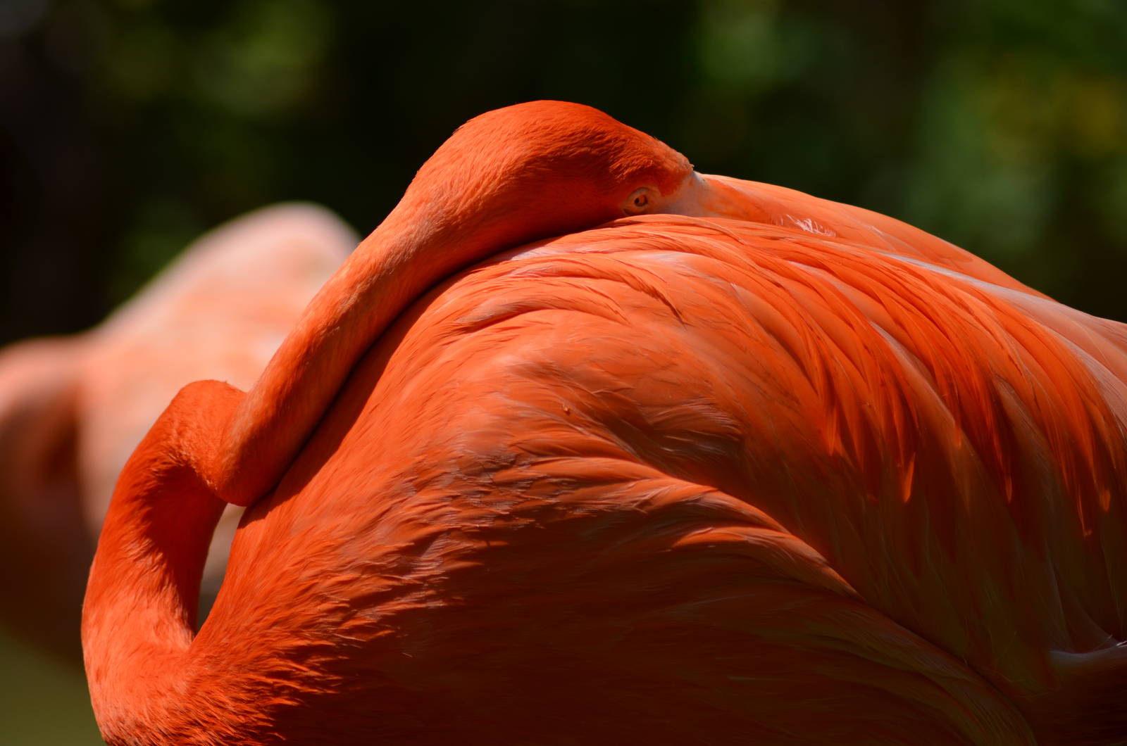 Caribbean Flamingo