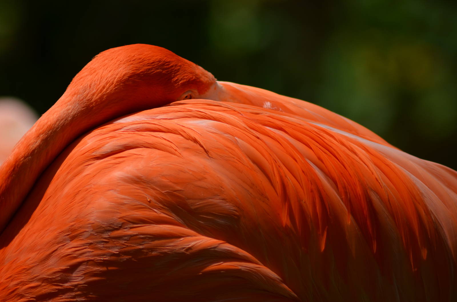Caribbean Flamingo