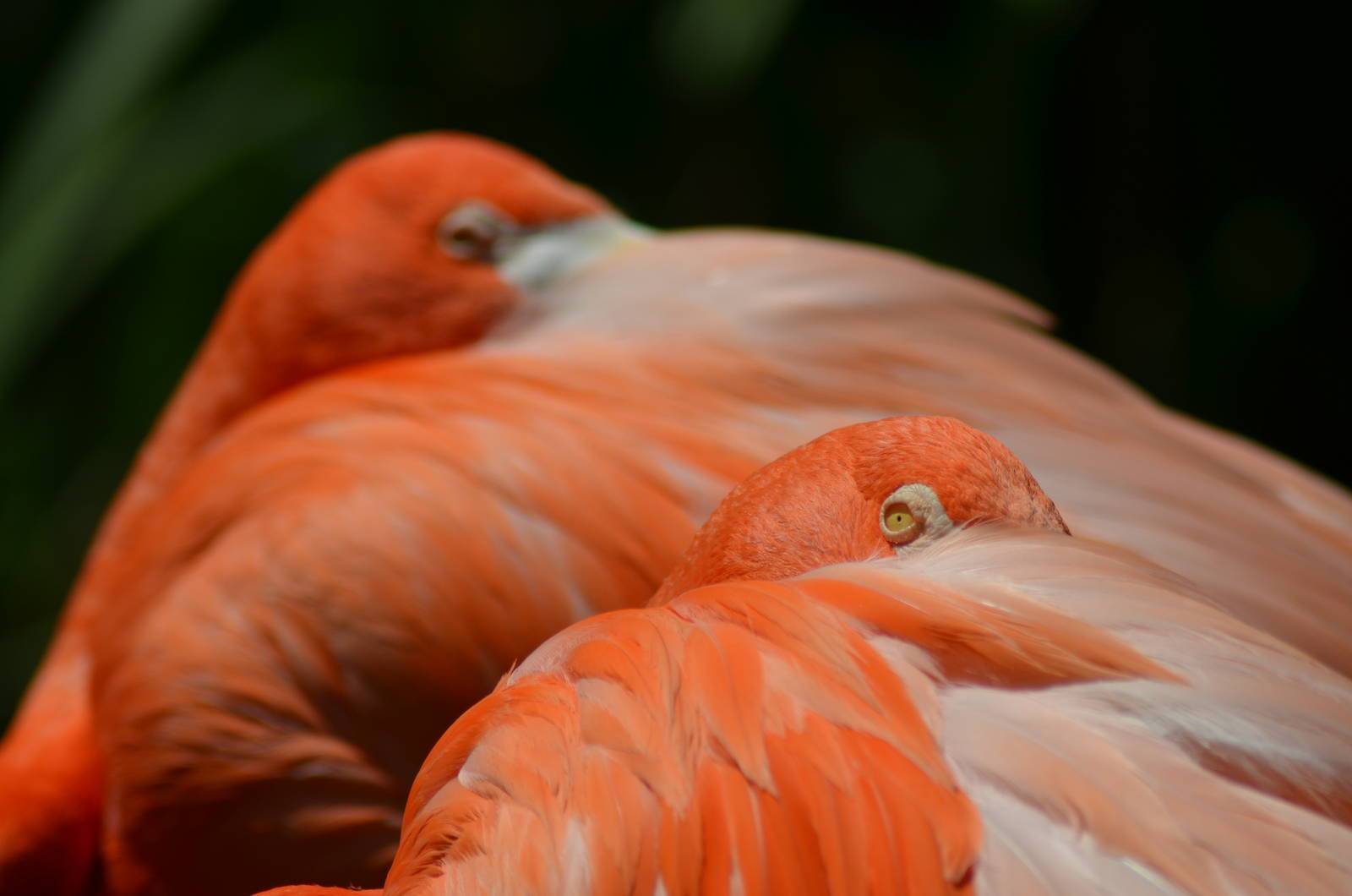 Caribbean Flamingo