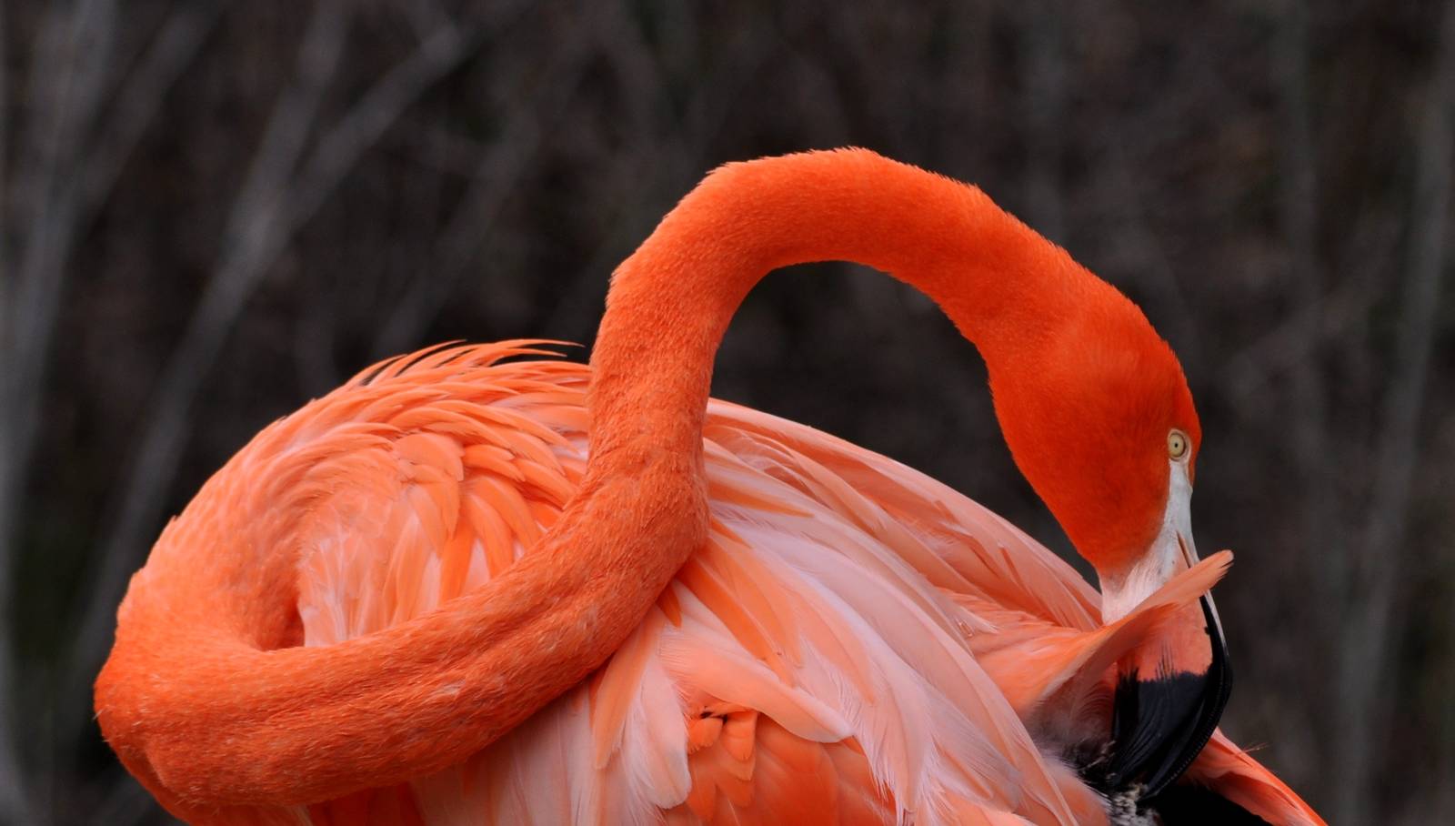 Caribbean Flamingo