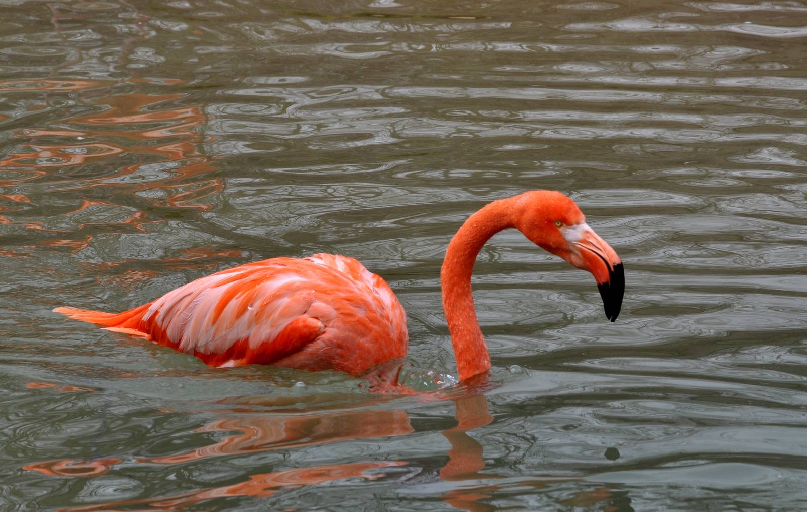 Caribbean Flamingo