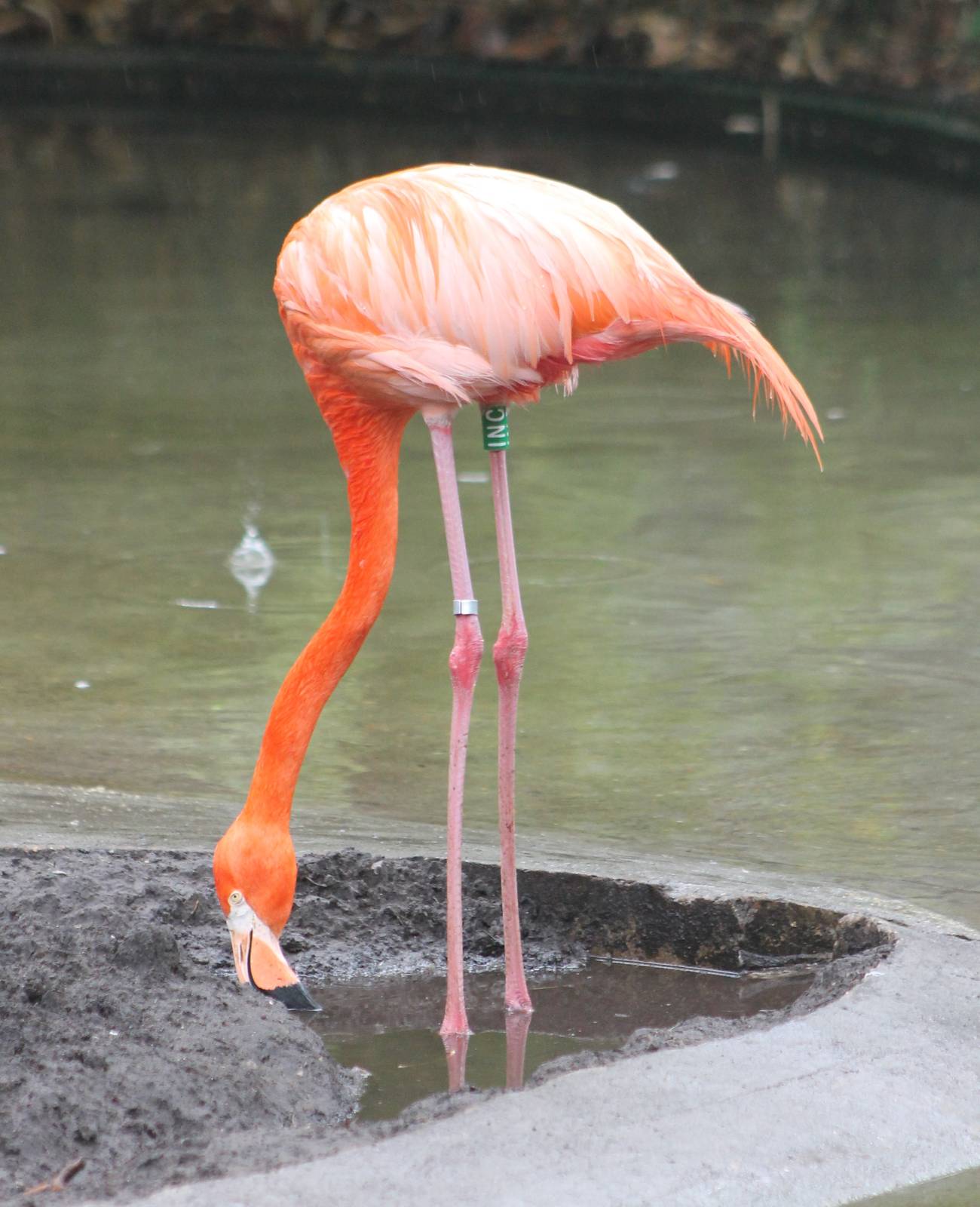 Caribbean flamingo