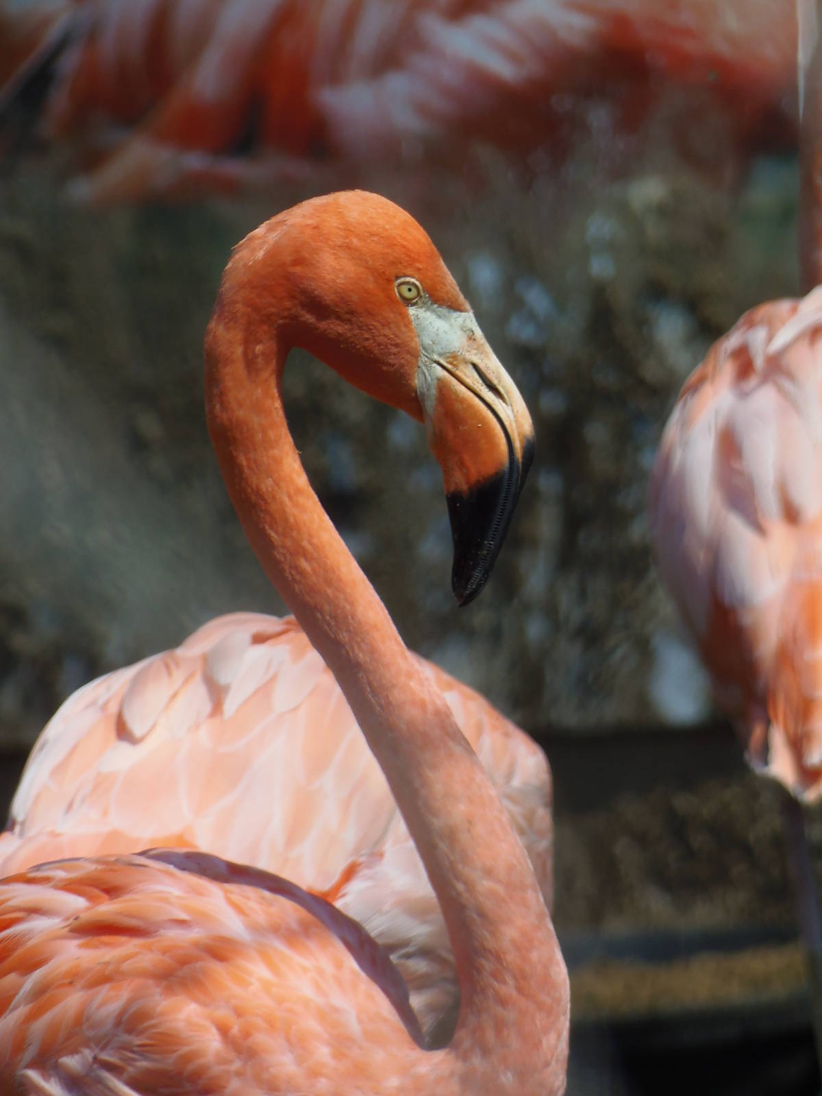Caribbean Flamingo