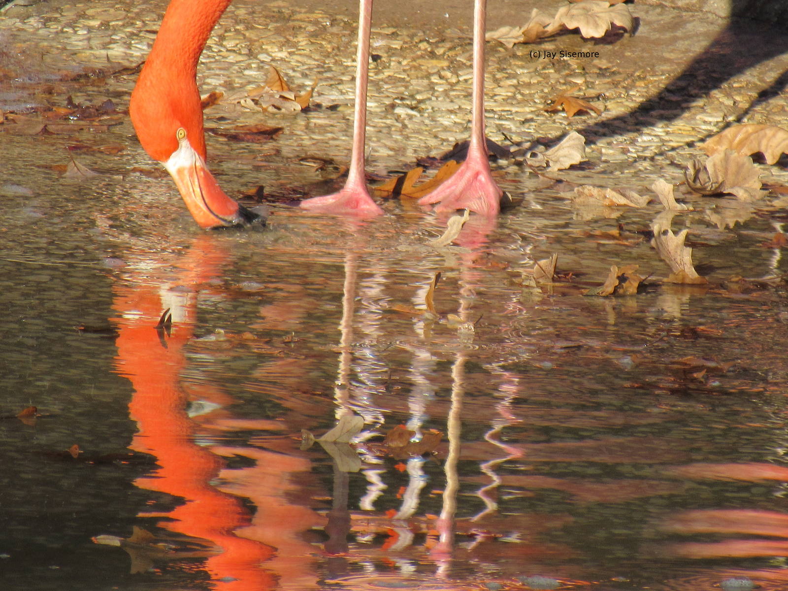 Caribbean Flamingo