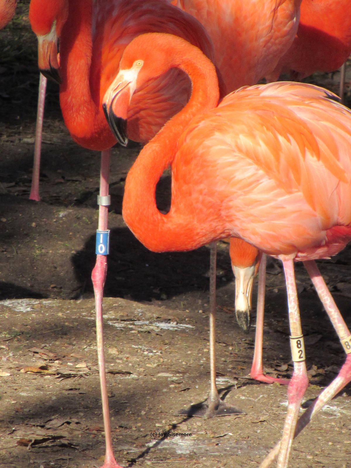 Caribbean Flamingo