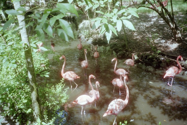 Caribbean Flamingo