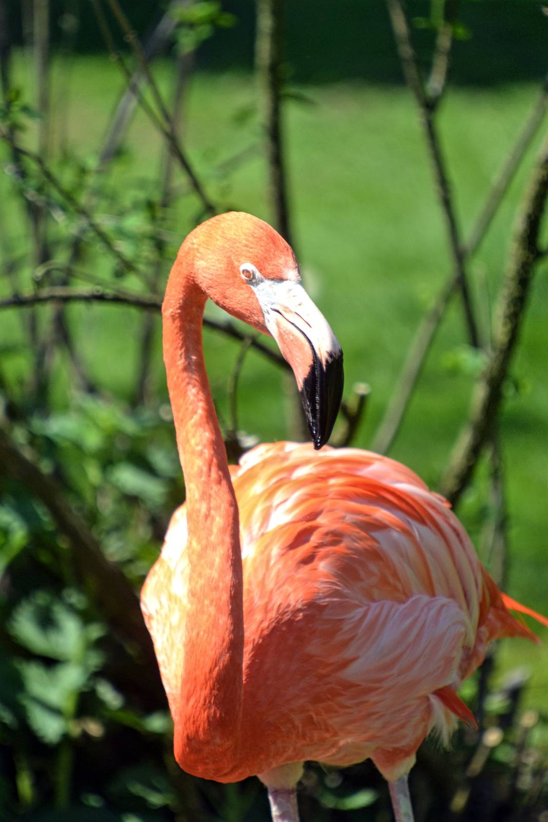 Caribbean Flamingo