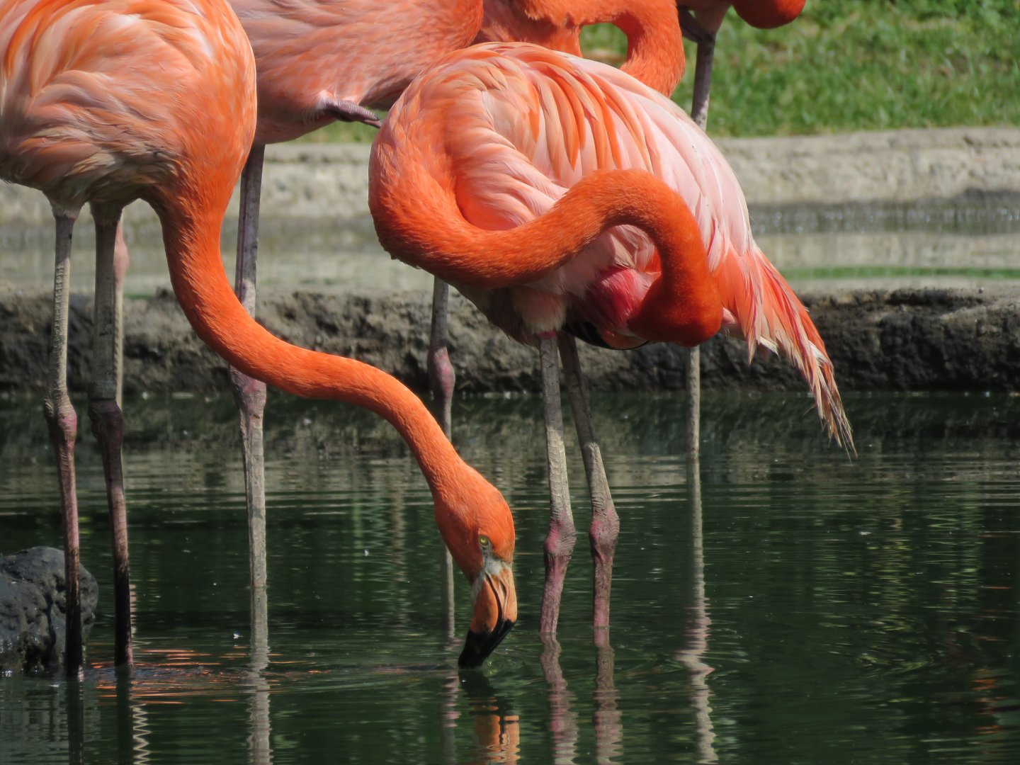 Caribbean flamingo