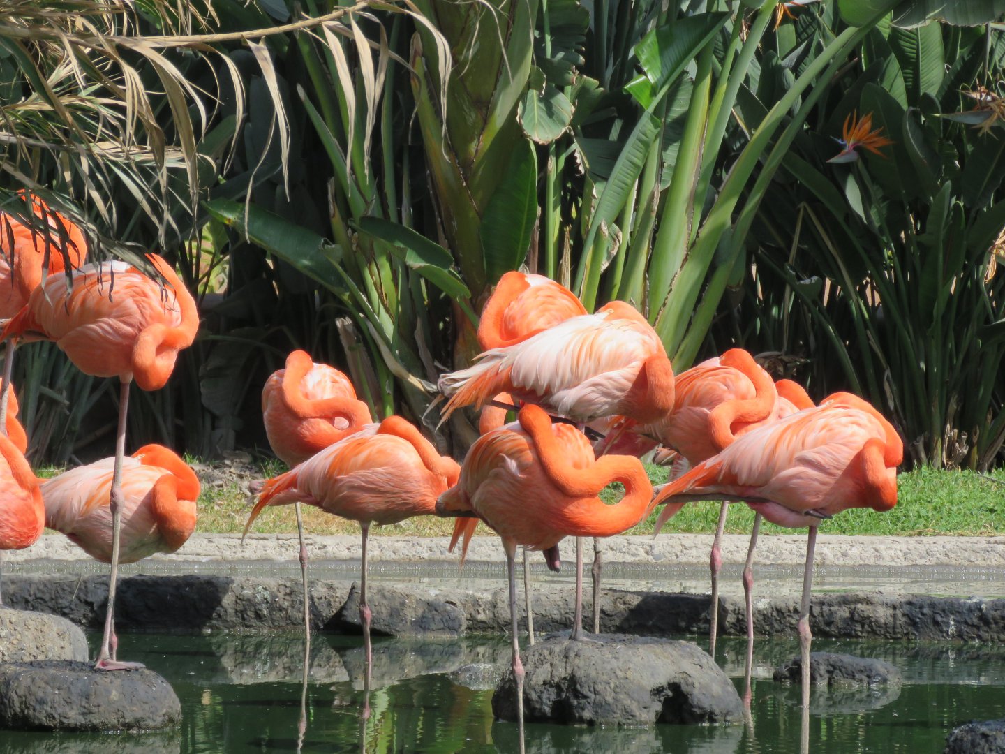 Caribbean flamingo