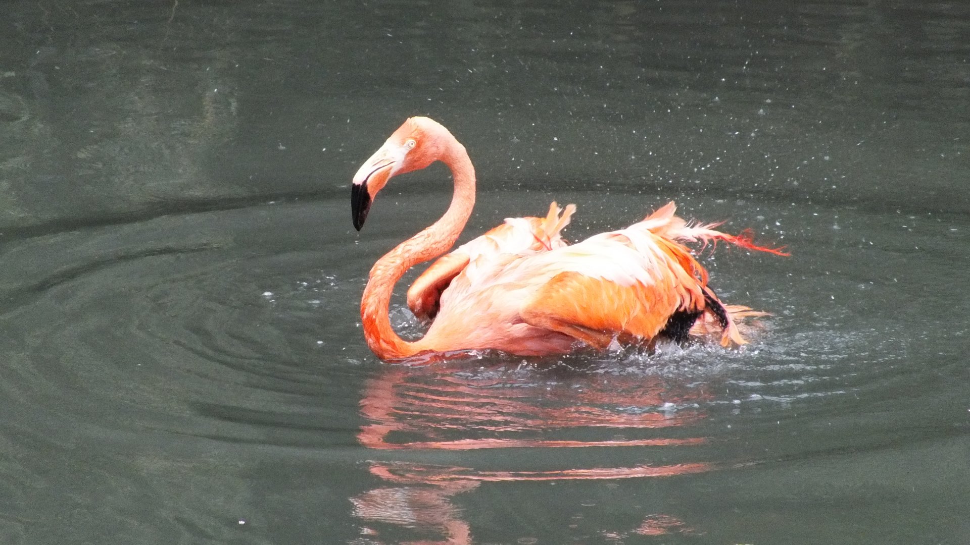 Caribbean Flamingo