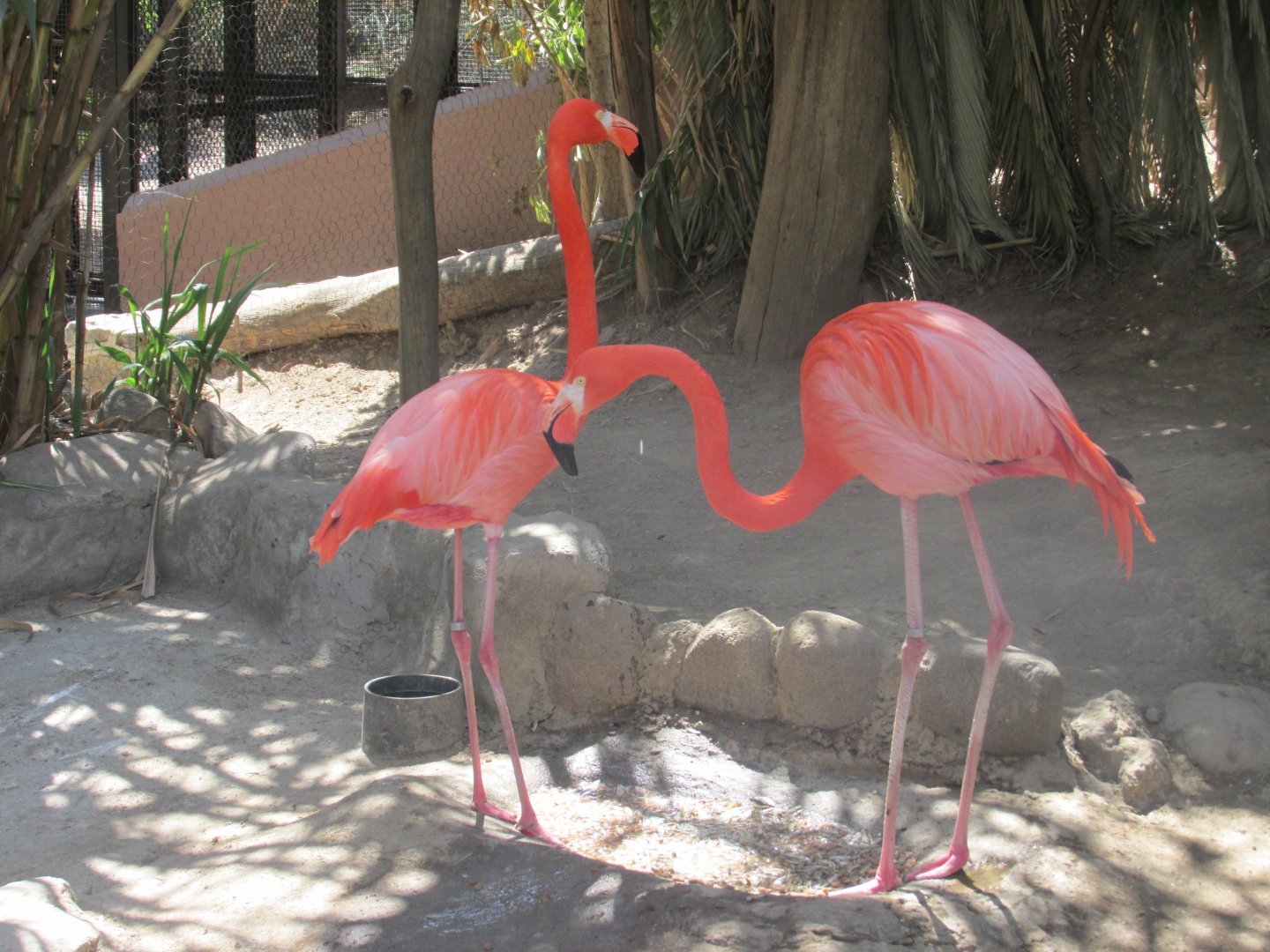 caribbean flamingo