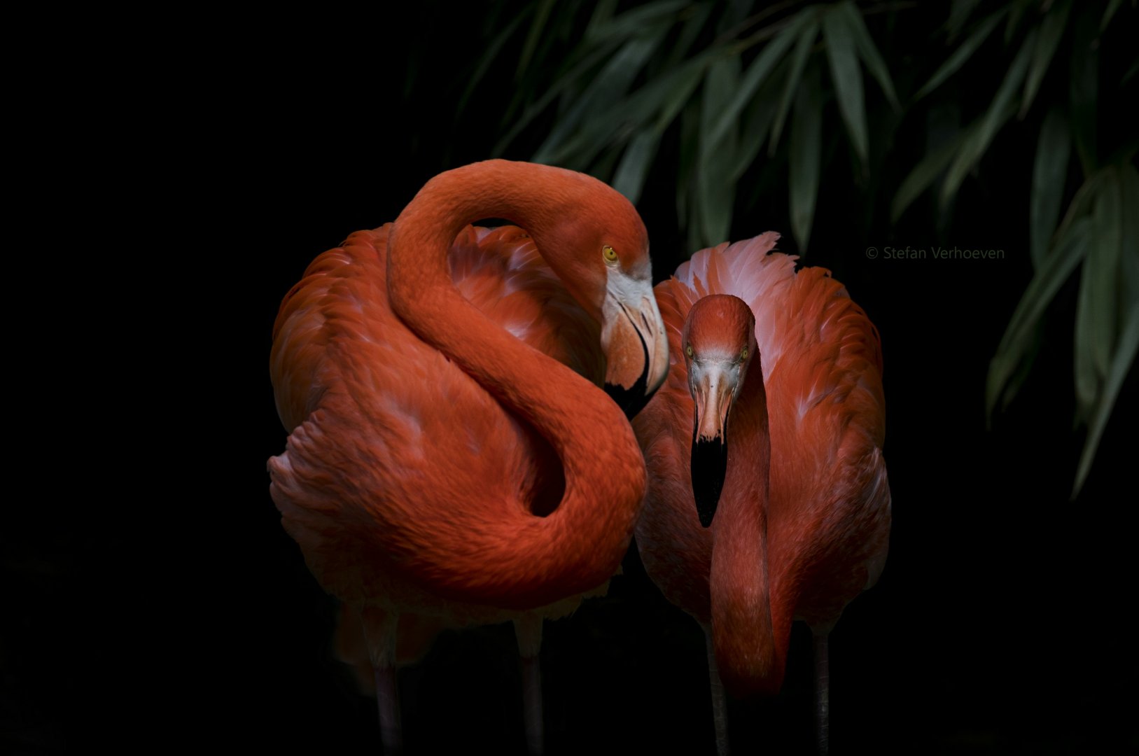 Caribbean flamingo