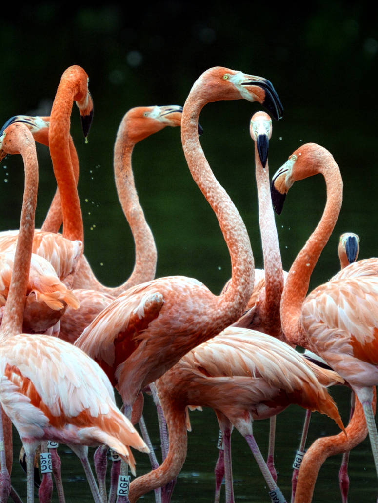 Caribbean flamingo
