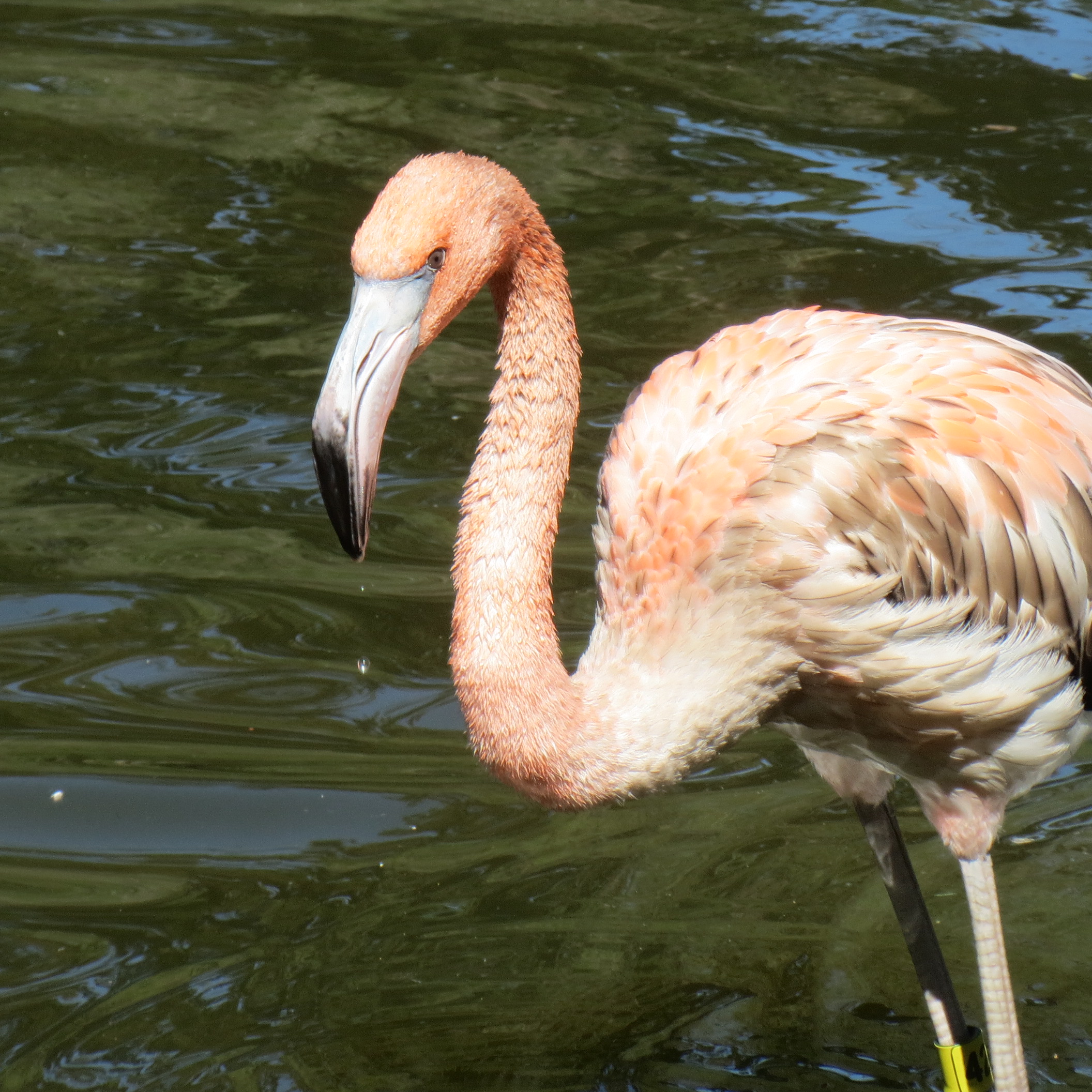 Caribbean Flamingo