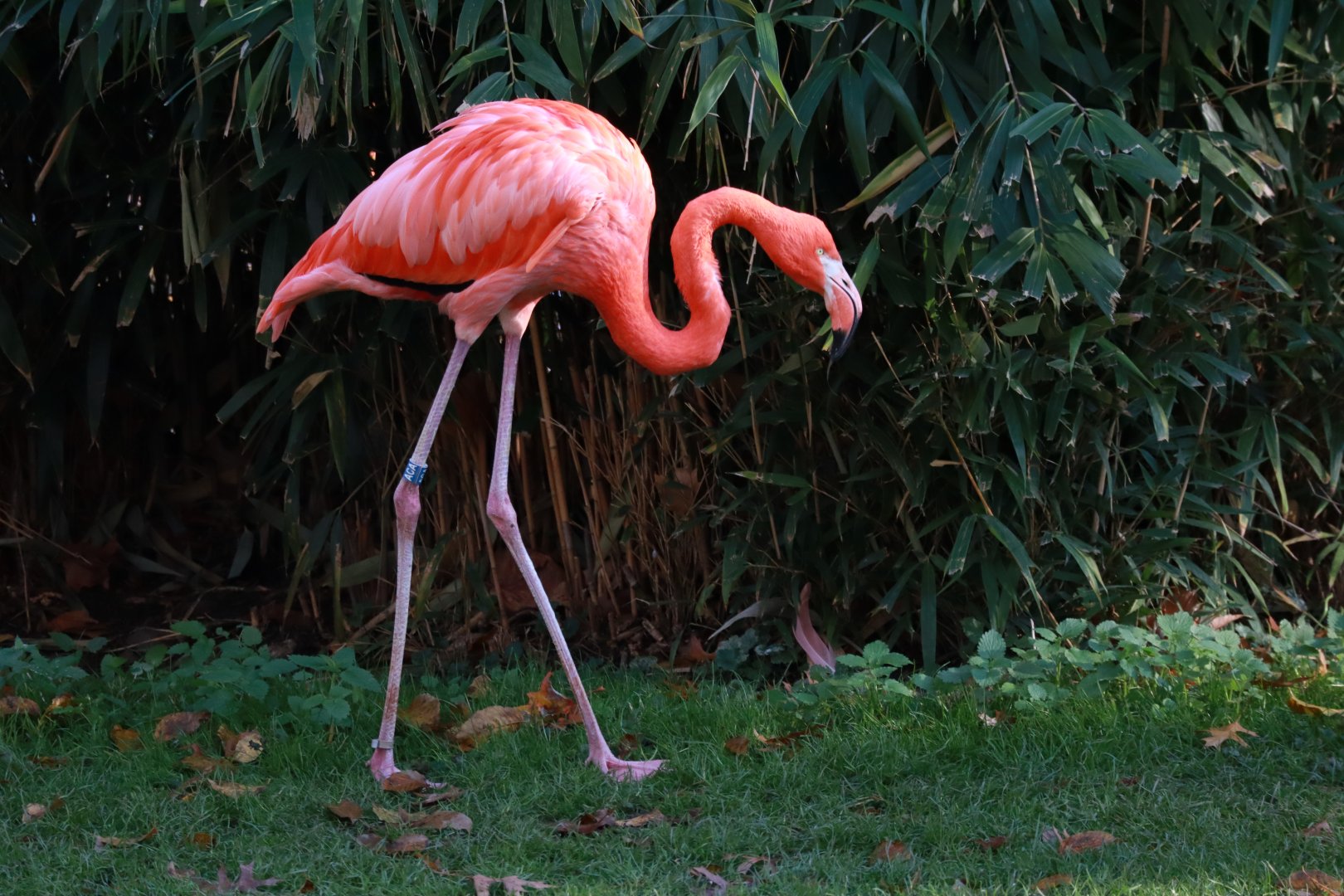 Caribbean flamingo